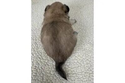 image1_4.jpeg